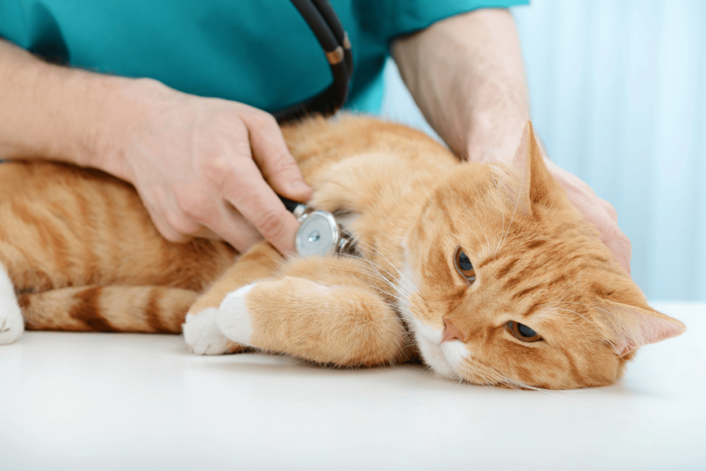 Khám Sức Khỏe Cho Mèo Già (>5 Tuổi): Điều Boss Cần Khi Lão Hóa