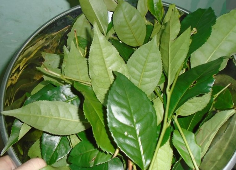 Có nên tắm lá trà xanh cho mèo bị nấm? Hello Con Sen Pet Shop