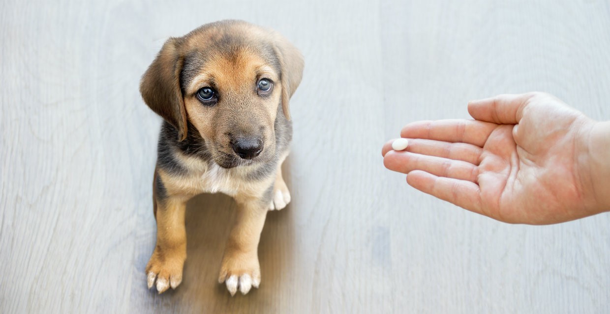 Tẩy giun cho chó: Lợi ích, lịch tẩy và những điều cần lưu ý - Học viện đào tạo cắt tỉa thú cưng chuẩn Quốc Tế