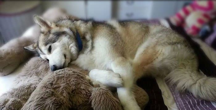 The Reality Of Living With A Sick Husky - Snowdog Guru