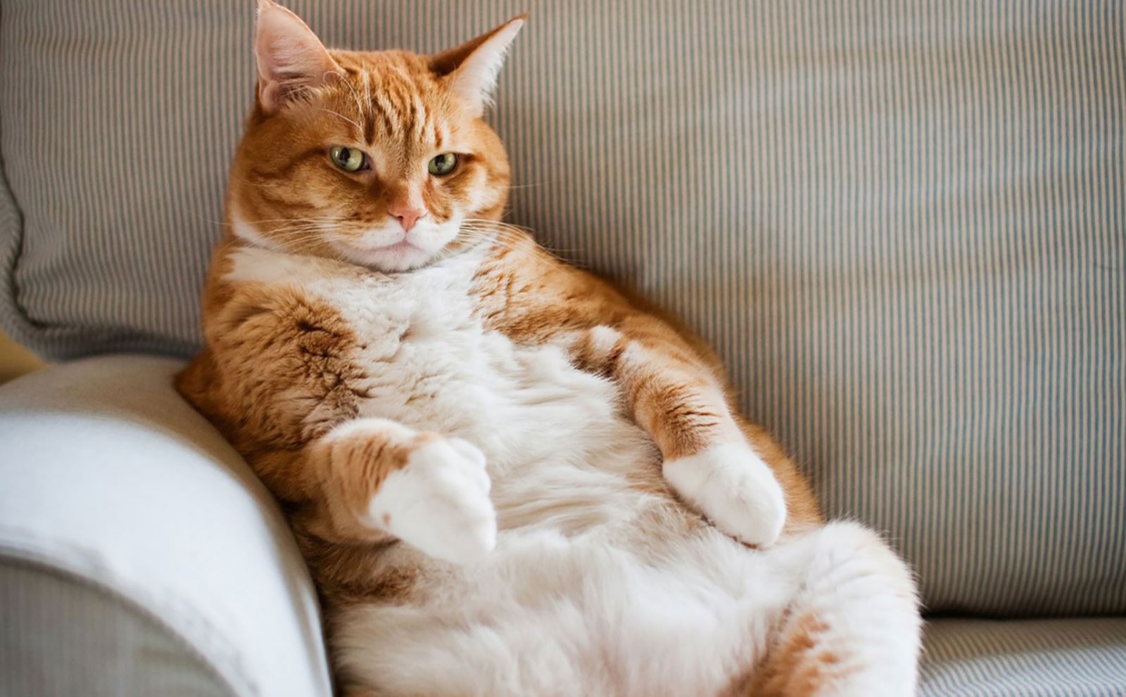 Chú mèo lông vàng nằm thư giãn trên ghế sofa, nhìn thẳng về phía trước với vẻ mặt thoải mái.