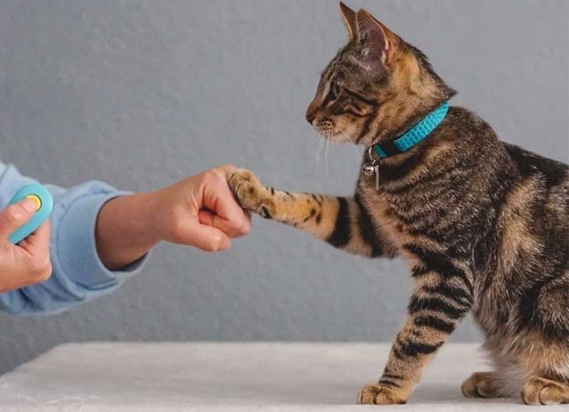 Người huấn luyện dùng tay chạm vào chân mèo, mèo đeo vòng cổ xanh, có một thiết bị nhỏ bên cạnh.