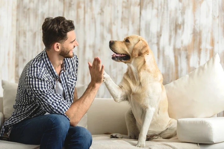 Người đàn ông và chó Labrador vàng đang chạm tay nhau trên ghế sofa, thể hiện mối quan hệ thân thiết.