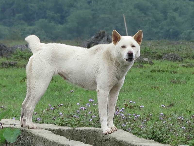 maltese dog 2