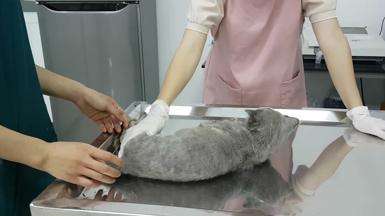 Hai người đang chăm sóc một con mèo nằm trên bàn kim loại trong môi trường y tế.