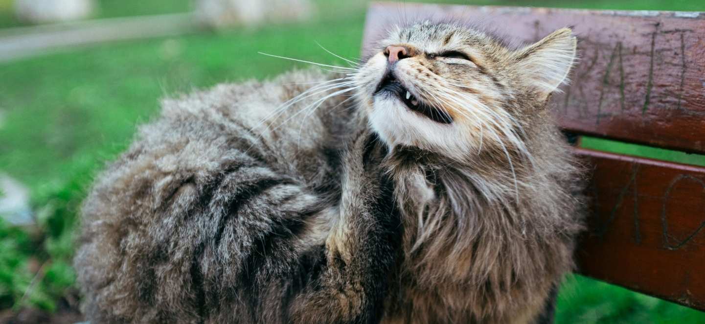 Mèo bị bọ chét: Cách nhận biết và điều trị nhanh chóng