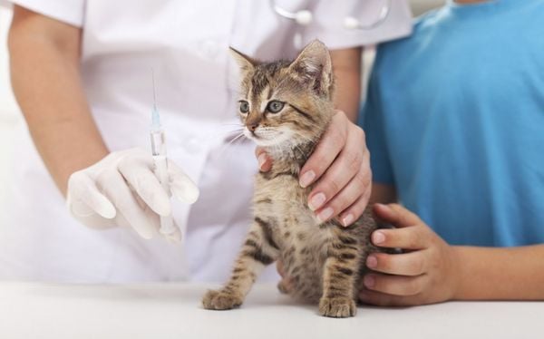 Dấu hiệu, cách phòng ngừa và điều trị khi mèo bị viêm da dị ứng (2020)