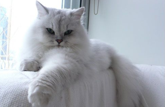 Chú mèo lông trắng dài nằm thư giãn trên ghế sofa gần cửa sổ, ánh sáng tự nhiên chiếu vào.