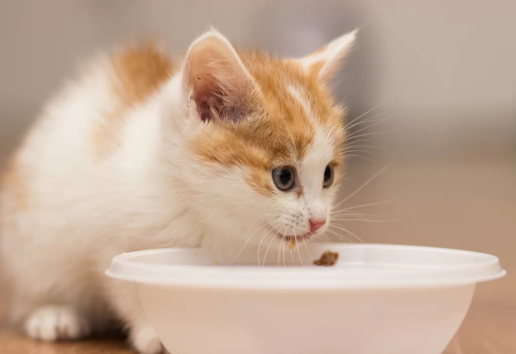 Chú mèo con lông trắng và vàng đang ăn từ một chiếc bát nhựa màu trắng trên sàn nhà.
