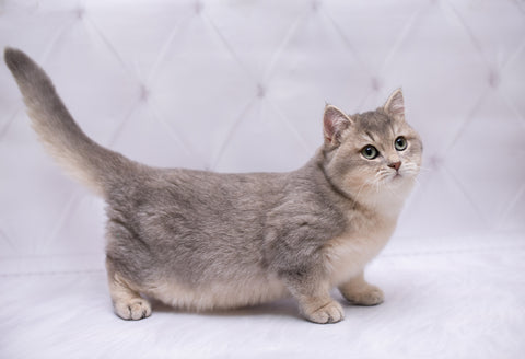 What is a Munchkin cat? – Cat in the Box LLC