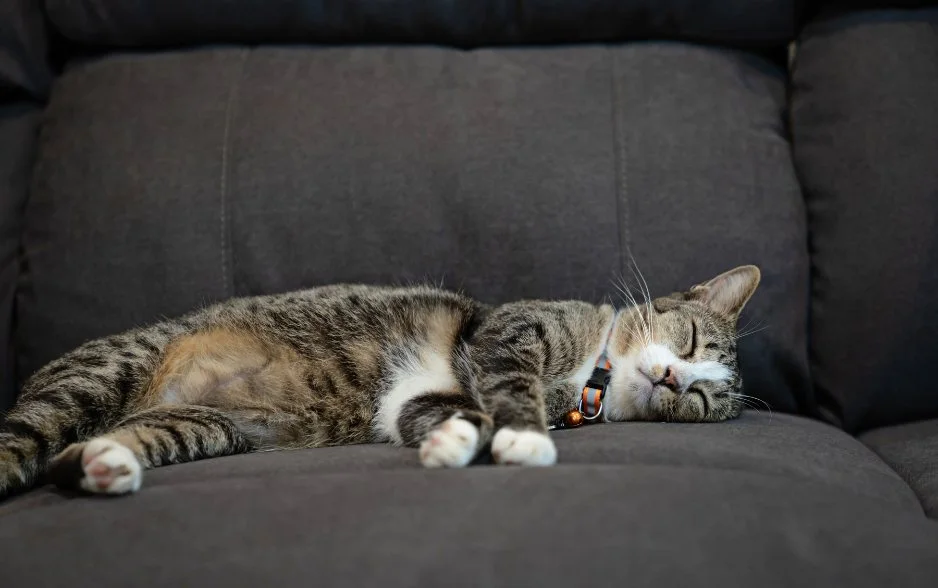 8 dấu hiệu mèo bị stress - điều số 3 có thể khiến bạn bất ngờ!