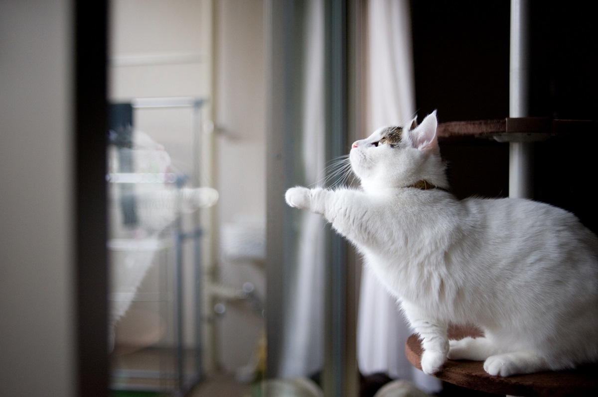 Munchkin cats are undeniably cute, but they