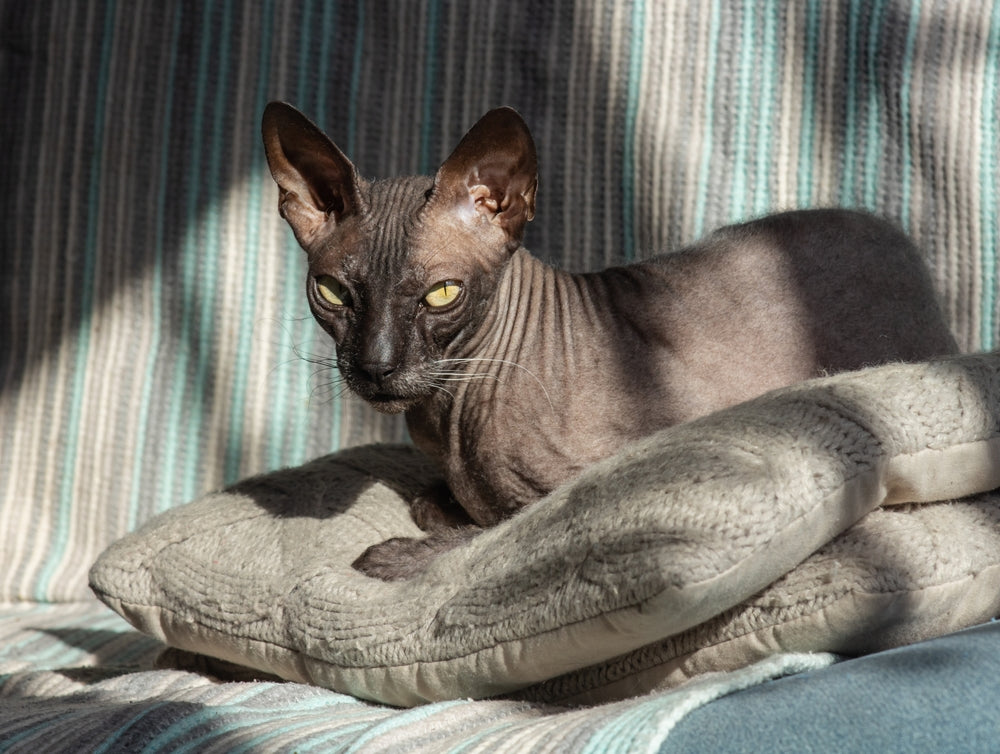 Donskoy Cat: Pet Profile | Dutch