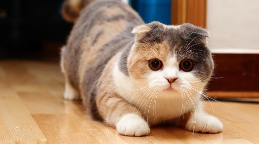 Chú mèo tai cụp nằm trên sàn gỗ, mắt mở to hướng về phía trước.