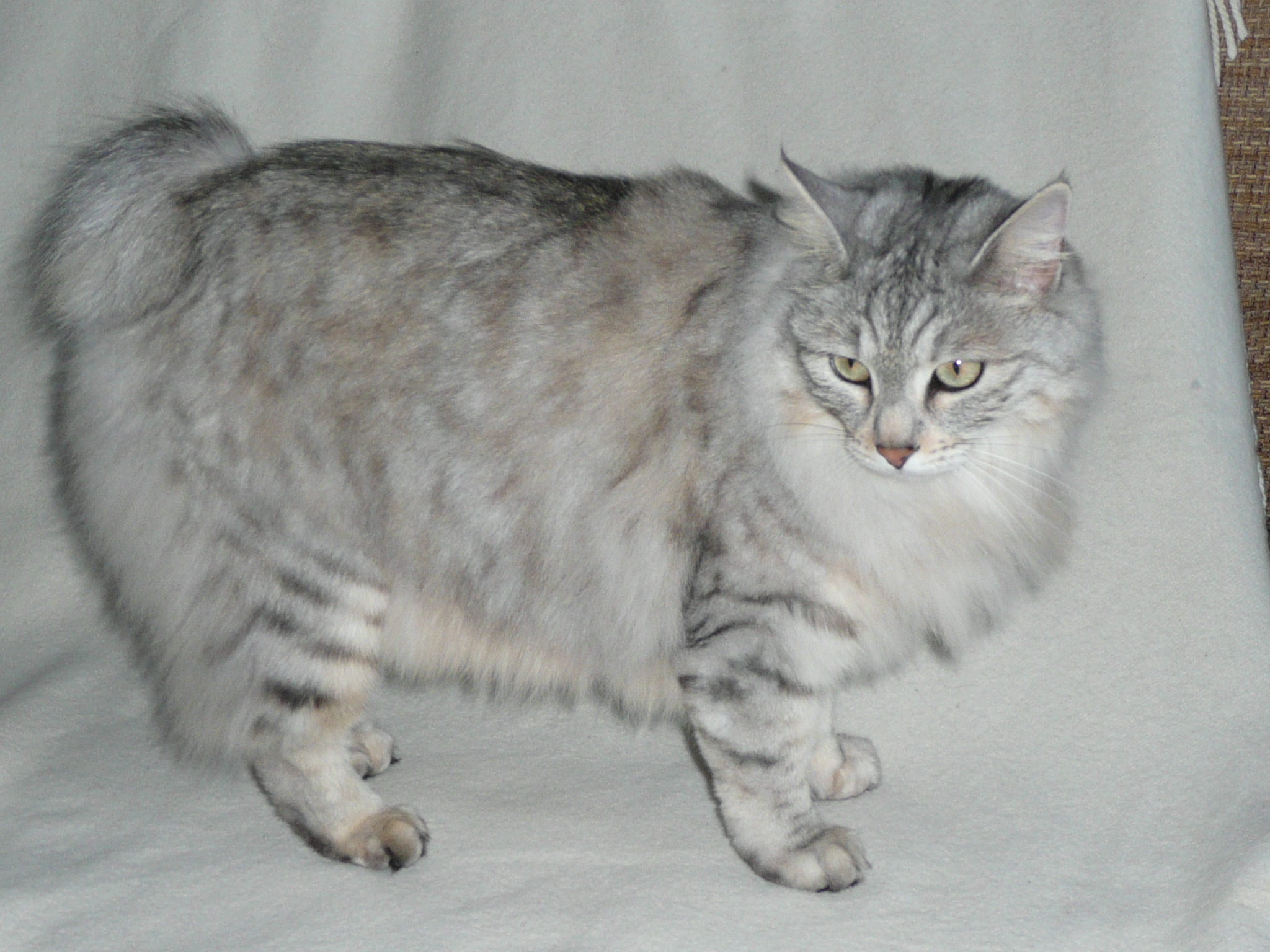 Kurilian Bobtail - Wikipedia