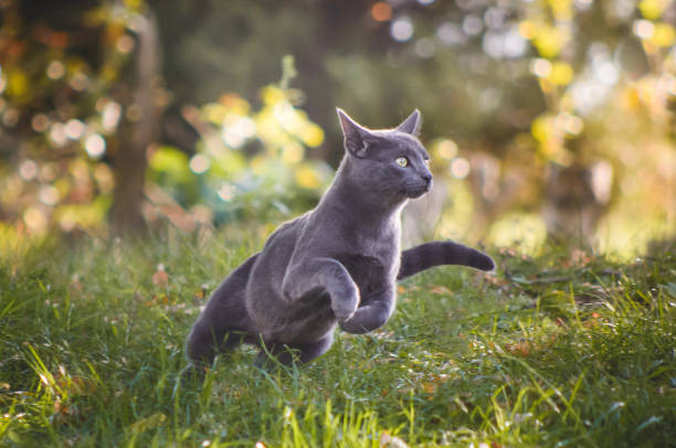 440+ Russian Blue Cat Grey Close Up Face Photo Stock Photos, Pictures &  Royalty-Free Images - iStock