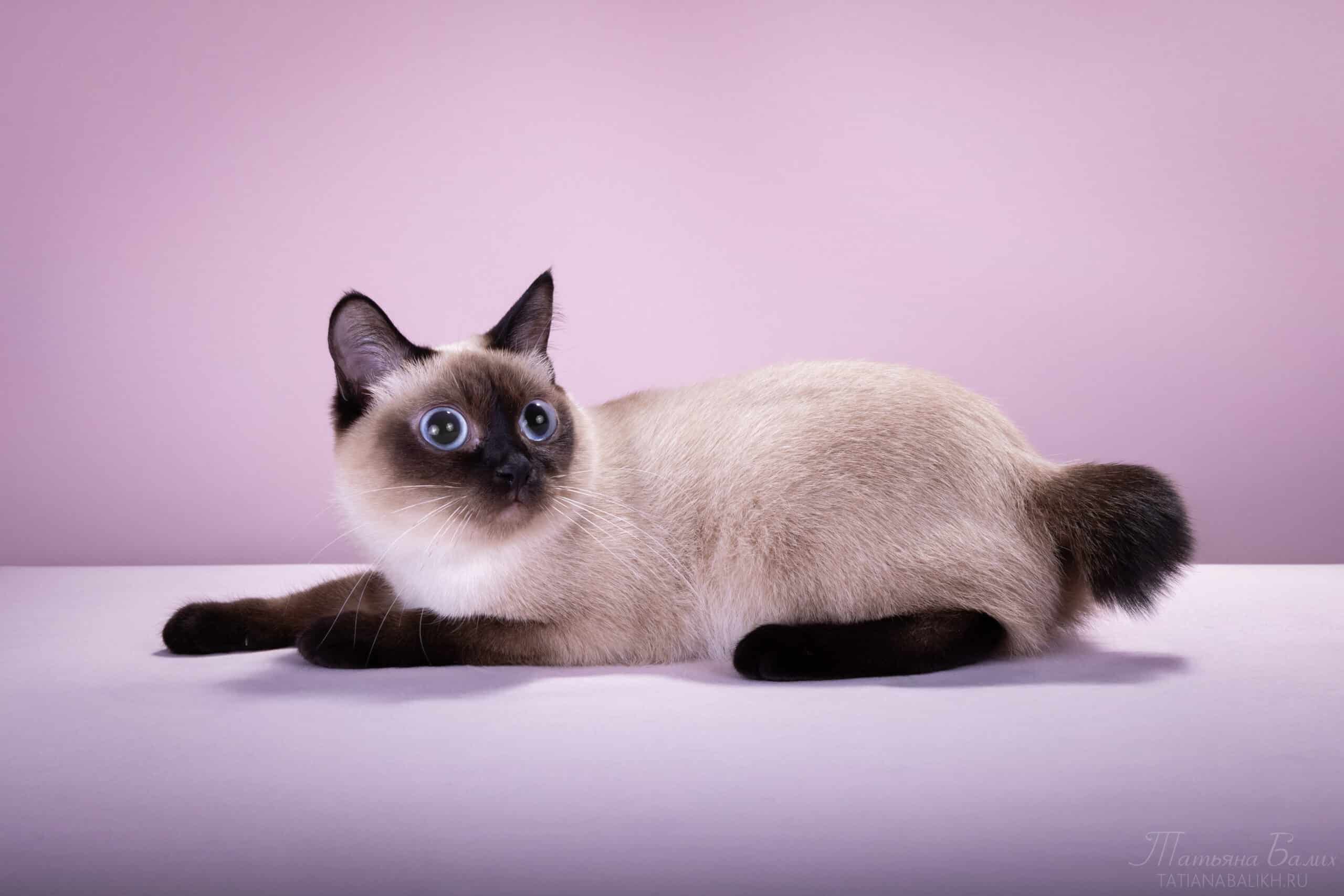 Toybob - TICA - The International Cat Association