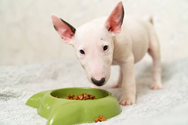 Miniature Bull Terrier Dog Breed: Info, Pictures, Traits & More – Dogster