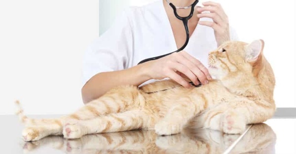 Một bác sĩ thú y giỏi sẽ khám tổng quát cho mèo như thế nào? - Bệnh viện Thú  Y Thi Thi TP HCM