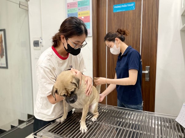Chó đực bị viêm bao quy đầu có chữa khỏi được không?
