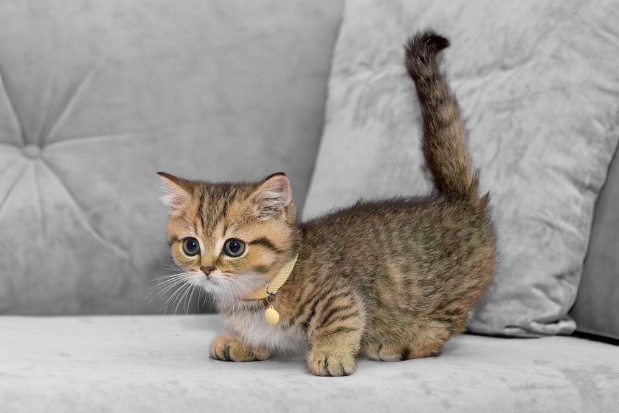 munchkin cat breed