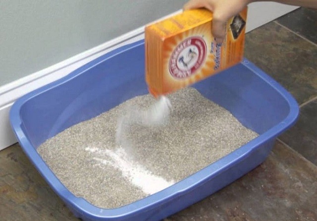Cát vệ sinh cho mèo nên dùng loại nào? Hướng dẫn cách tự làm cát mèo tại nhà