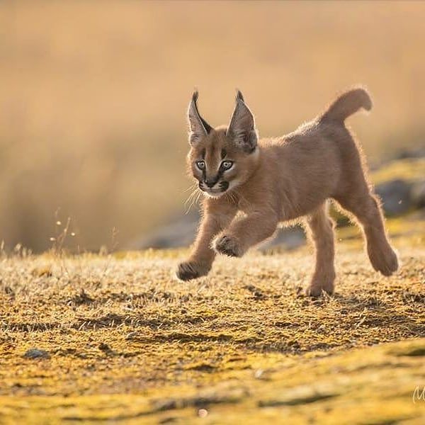Caracals can run at 50mph which is double the average Housecat which can  only run ar about 25-30. : r/interestingasfuck