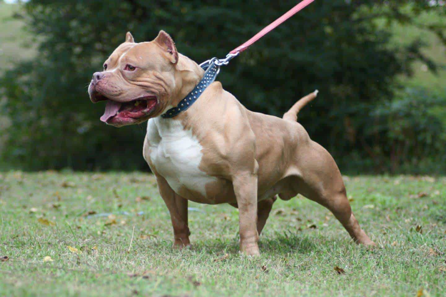 ngoai hinh cho pitbull