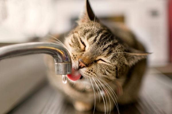 Mèo đang uống nước từ vòi nhỏ giọt, mắt nhắm, lưỡi chạm dòng nước.