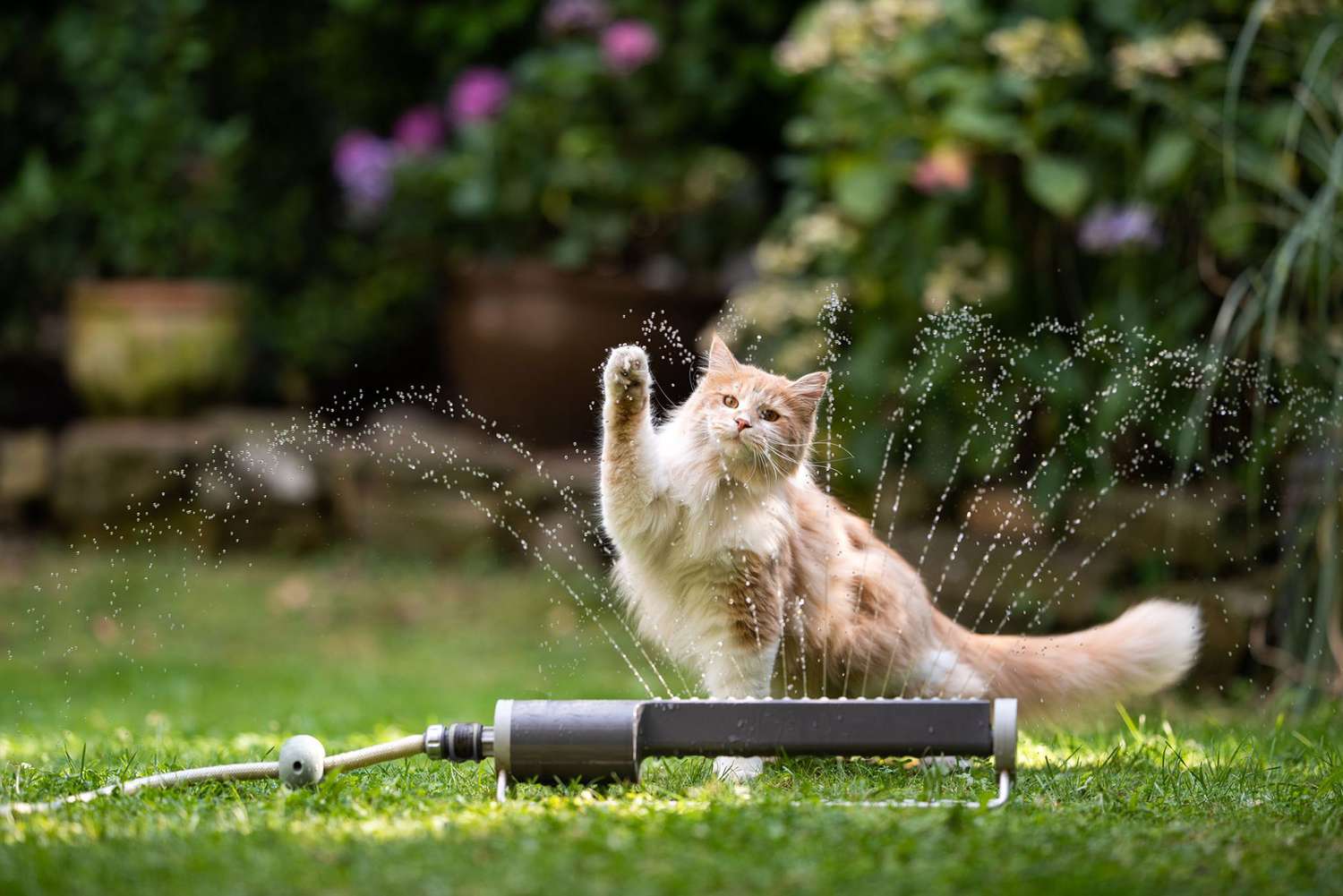 Maine Coon Cat Breed Information & Characteristics