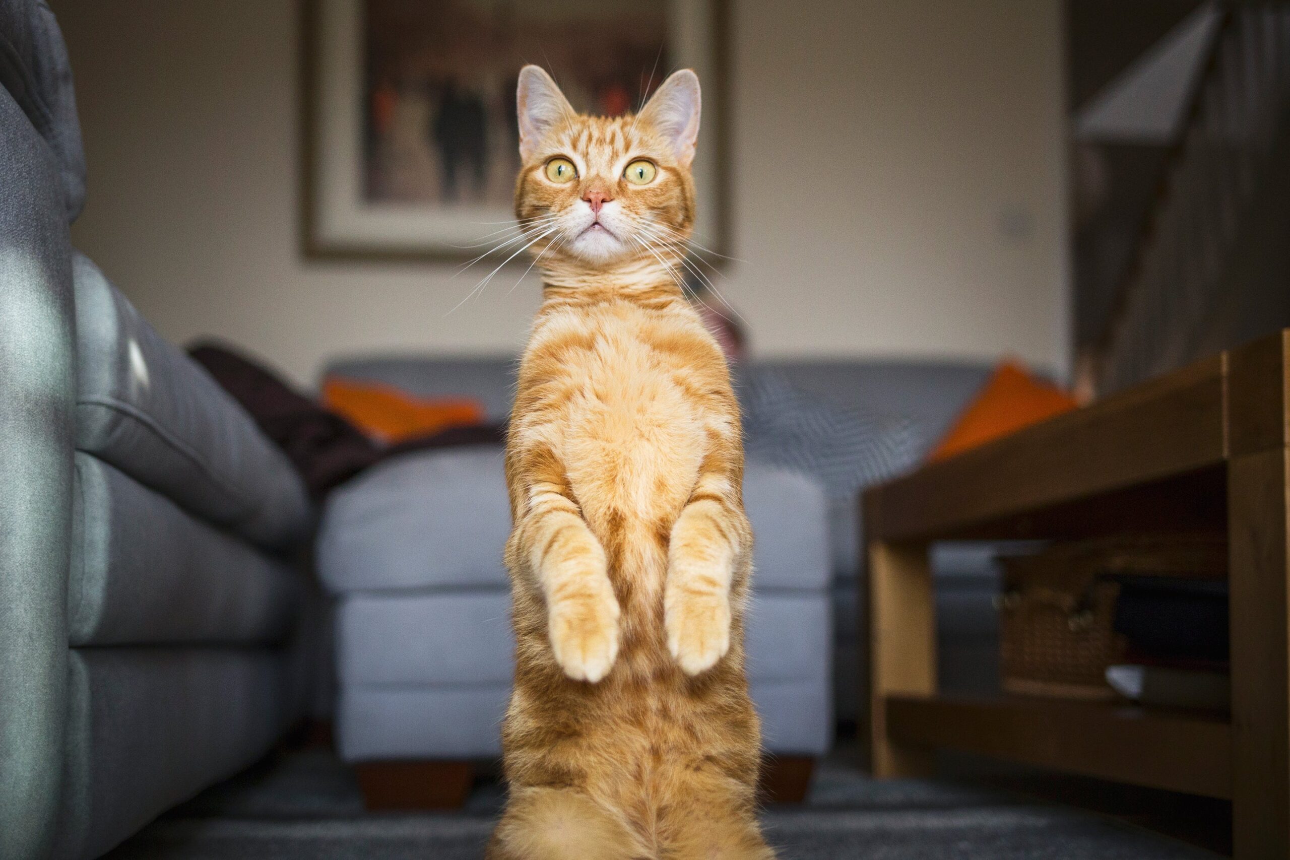 orange cat sitting up on hind legs.jpgm1747320428 scaled
