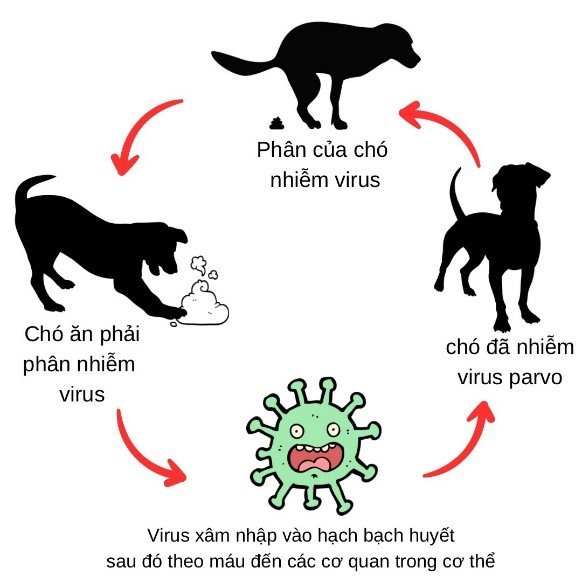 parvovirus cach dieu tri va phong ngua tren cho