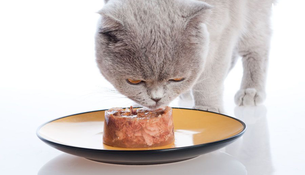 Cần đọc để không bị "tốn tiền ngu" khi MUA PATE CHO MÈO