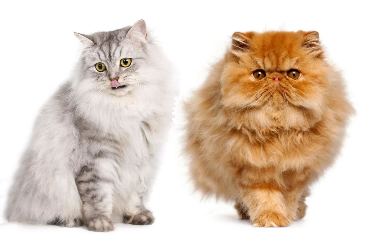 Persian Cat Types