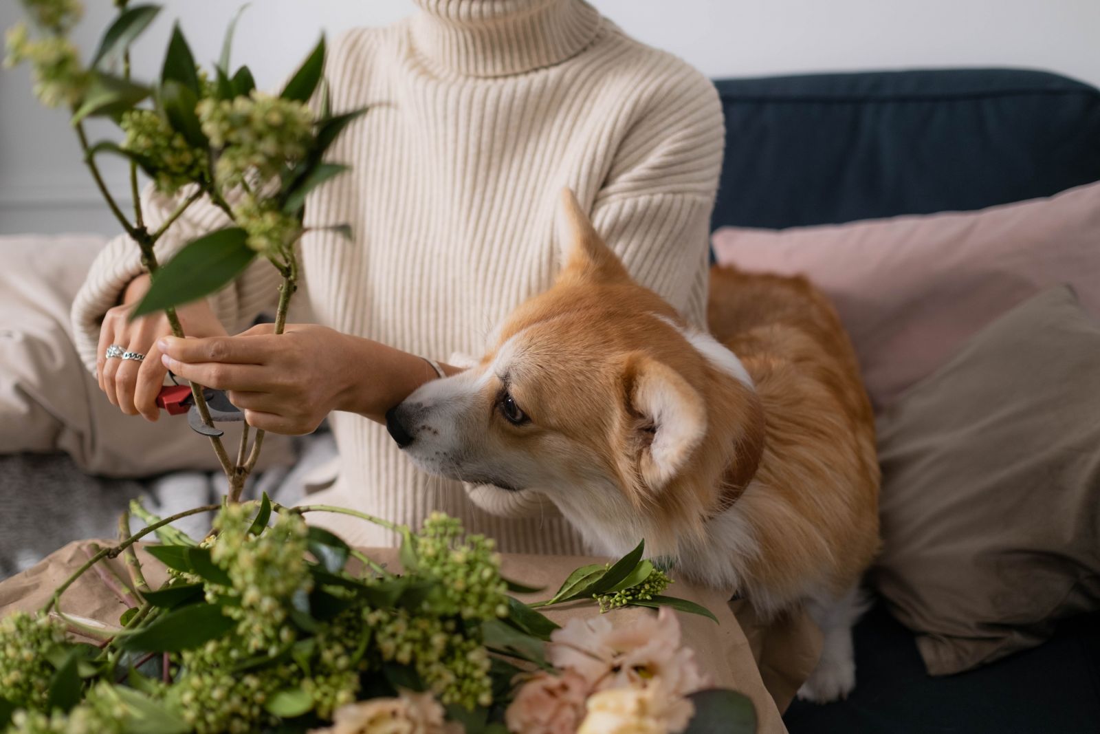 Người đang cắt tỉa cành cây, bên cạnh là chú chó đang ngửi hoa, trên ghế sofa.