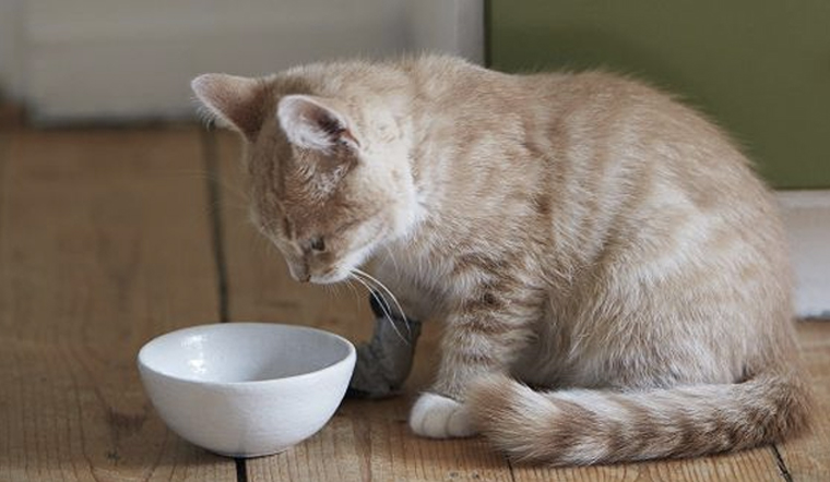 Phải làm gì khi mèo bỏ ăn, nằm mệt mỏi