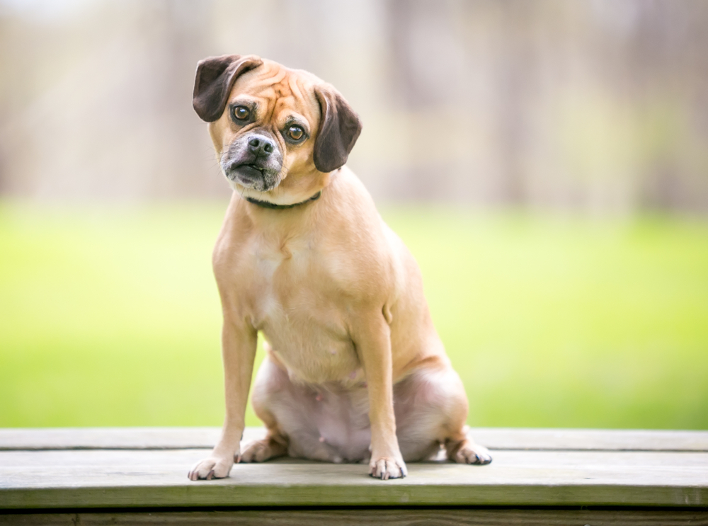 puggle dog sitting on the bench looking at the camera Mary Swift Shutterstock