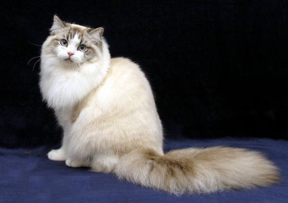 ragamuffin cat breed profile e1547071394730