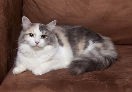 RagaMuffin Cat breed information and advice - Your Cat