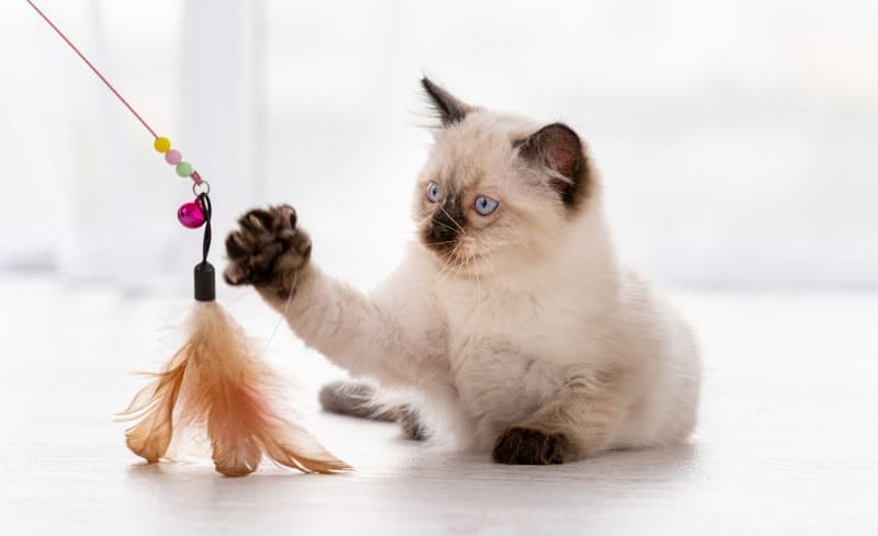 Ragdoll Cat Grooming: 10 Vet-Approved Tips & Tricks - Catster