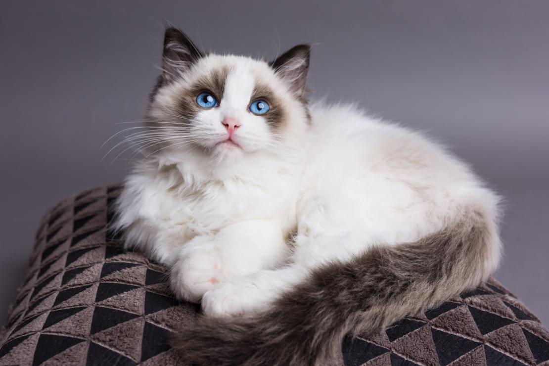 Ragdoll Cats: Advice & Information for Pet Owners
