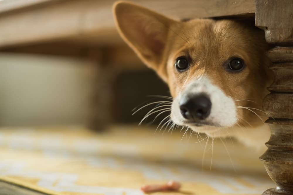 Chú chó với tai lớn thò đầu ra từ dưới gầm bàn, nhìn về phía trước với ánh mắt tò mò.