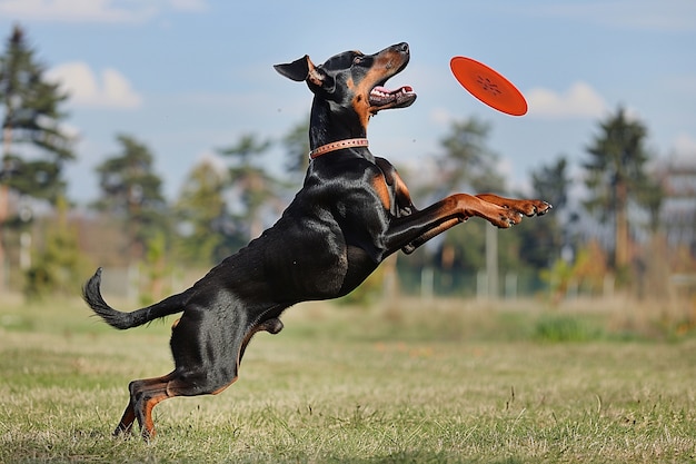 Página 6 | Fotos de Perro Doberman - Descarga fotos gratis de gran calidad  | Freepik