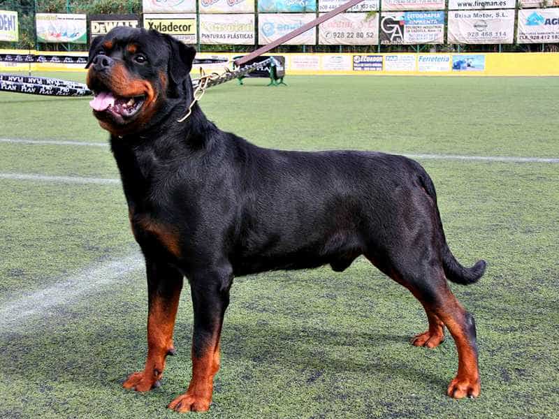 Chó Rottweiler - Các Kiến Thức Cần Biết Cho Người Nuôi | Siêu Pet