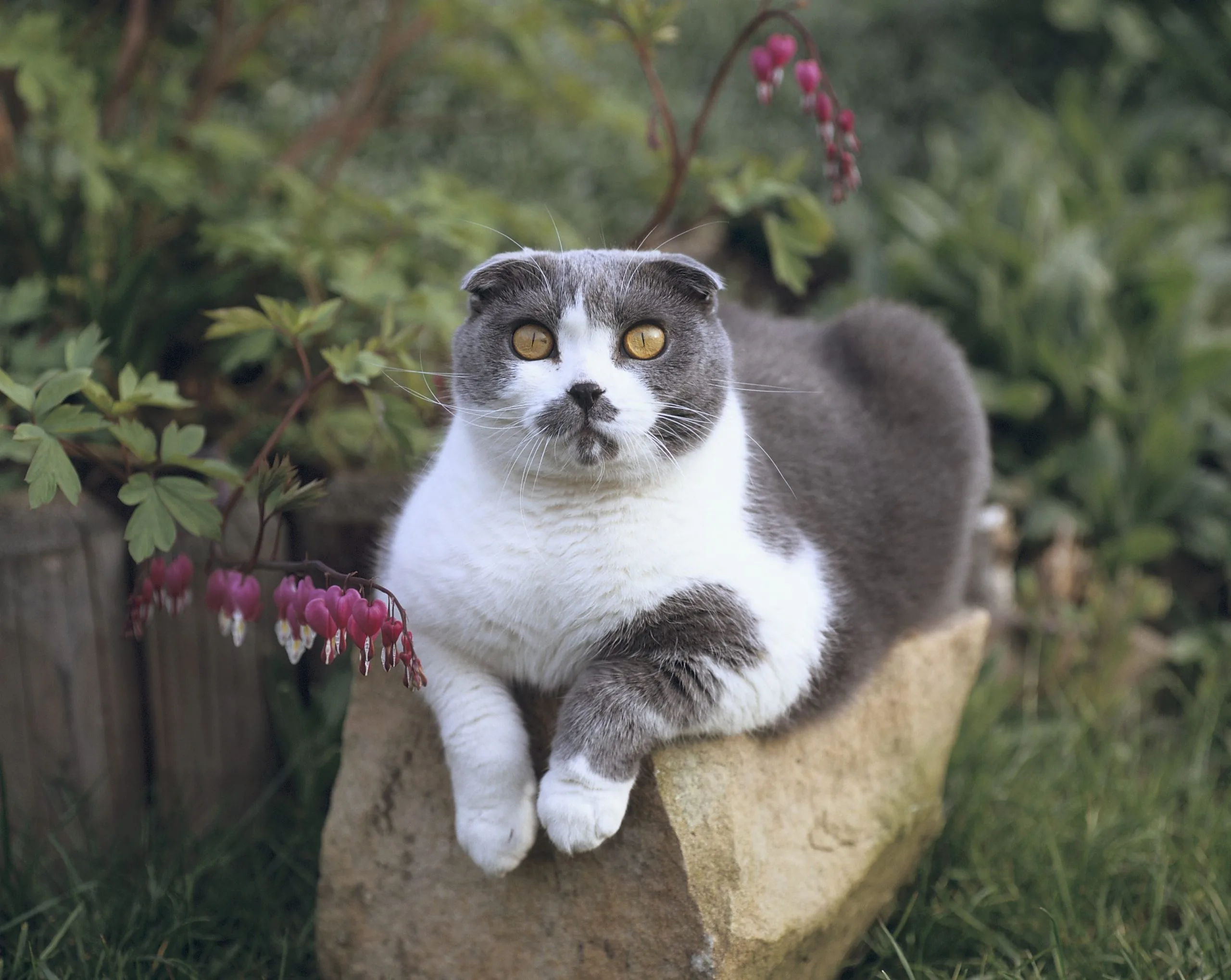 Scottish folds: The dark reality behind Instagram's most adorable cat breed  | Countryfile.com