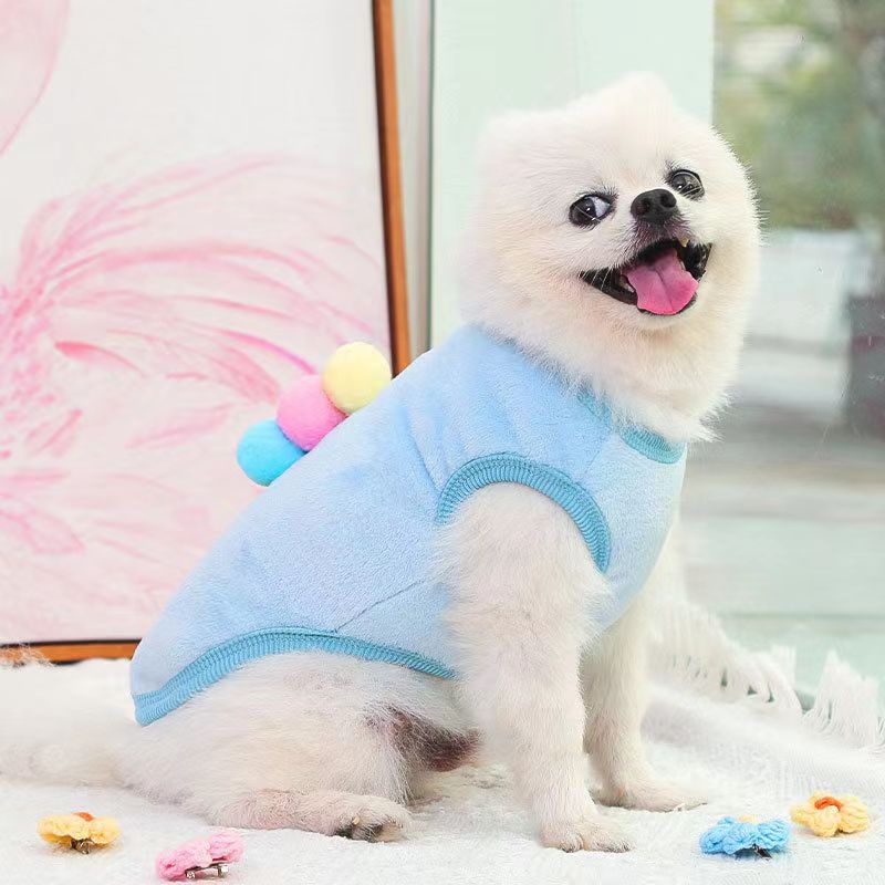 Chó nhỏ mặc áo xanh, ngồi trên thảm trắng, miệng mở rộng, nhìn vui vẻ. Có đồ trang trí màu sắc gần đó.