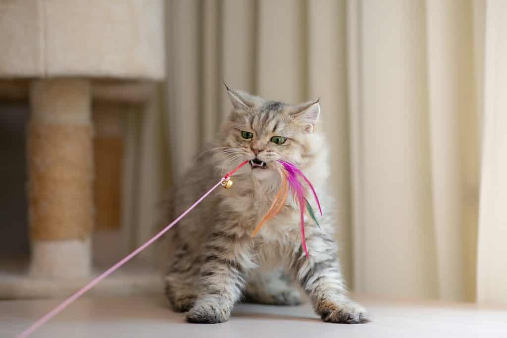 Male vs Female Persian Cats: 3 Key Differences - A-Z Animals