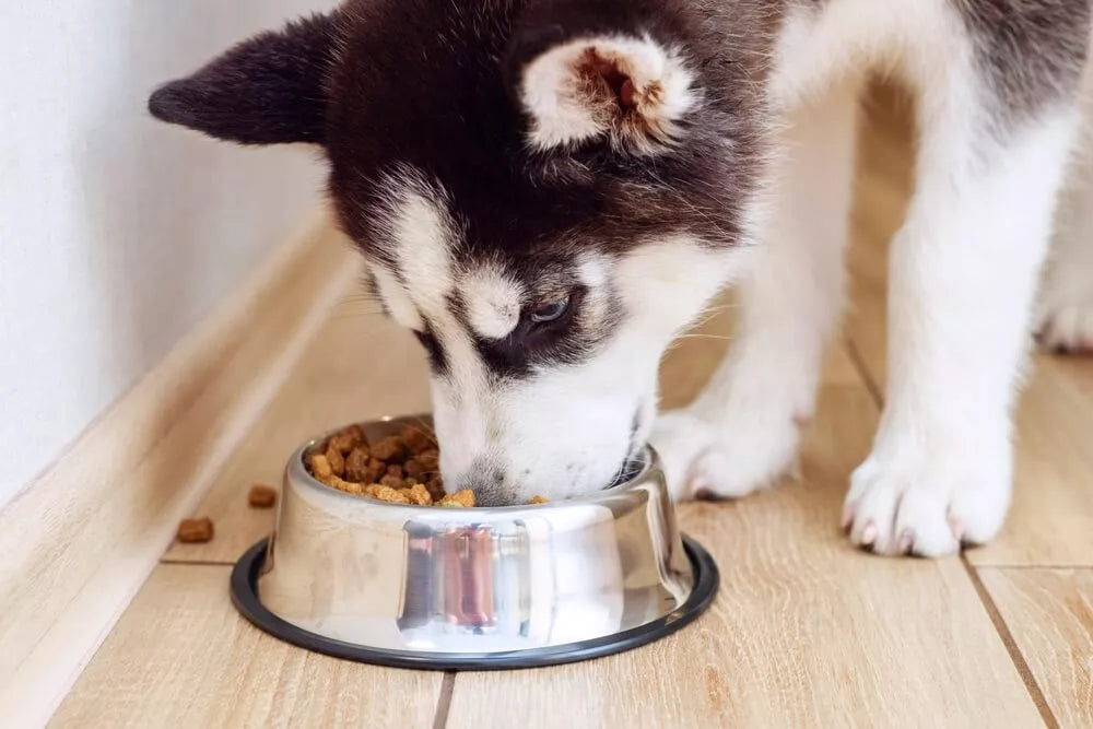 What Do Huskies Eat? Husky Diet Explained – timberwolfpet