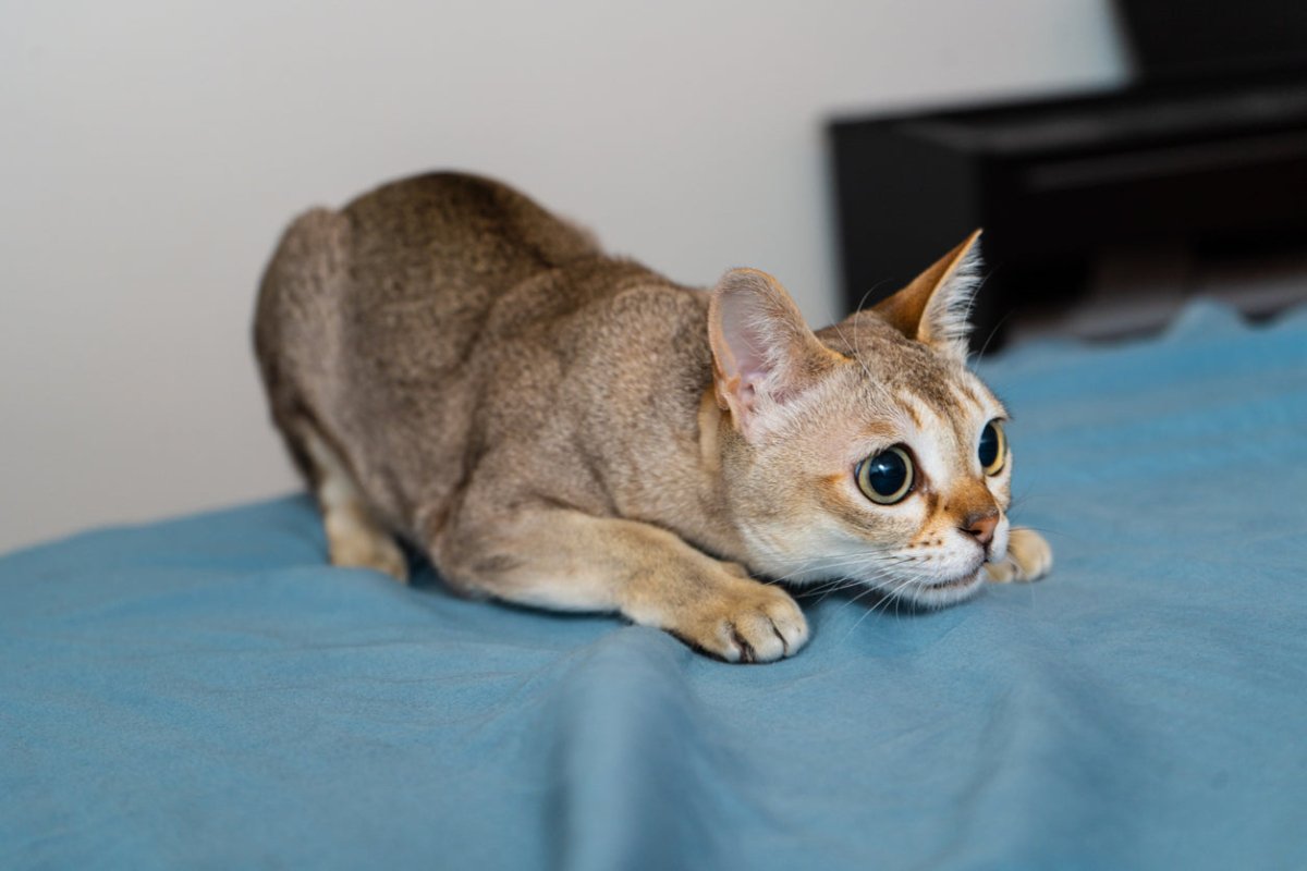 Singapura Cat Breed Guide | Scrumbles
