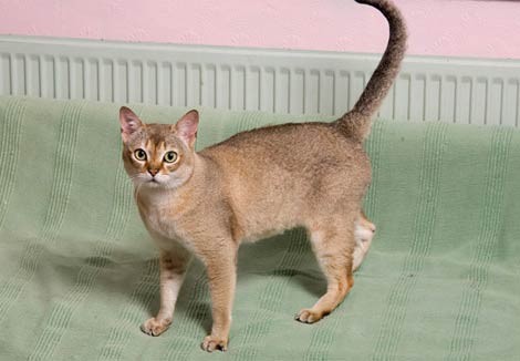 Singapura cat breed information and advice. - Your Cat